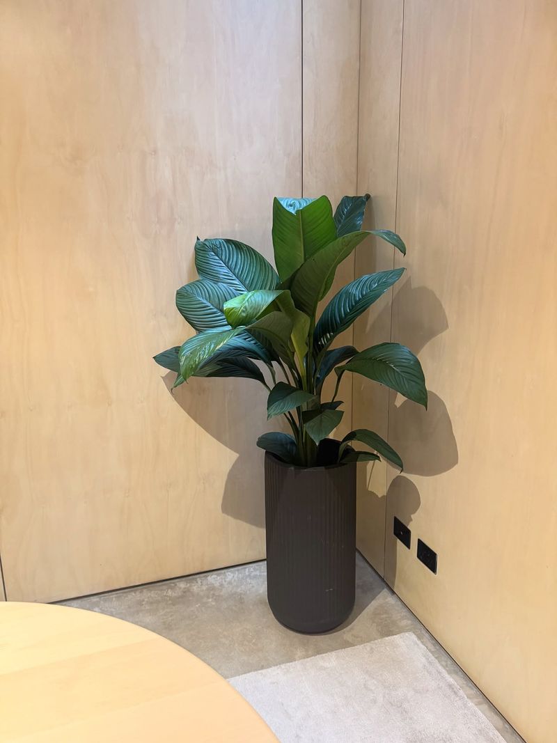 The Calm Corner Companion