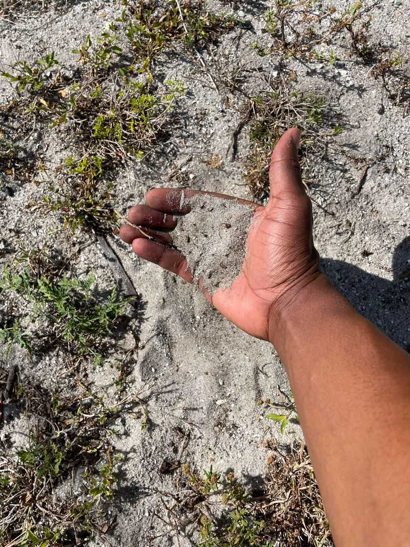 Florida Soil Works Differently Than You Think