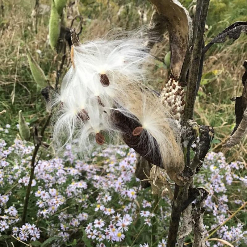 Floating Seeds On Warm Country Winds