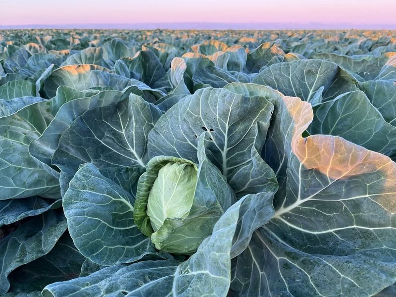 Lessons From Commercial Growers