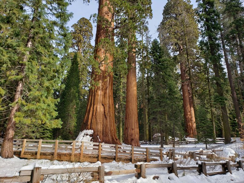 General Sherman, The Largest Tree On Earth (Sequoia National Park)