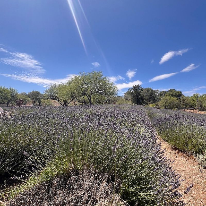 Full Sun Exposure Is Critical For Lavender Growth