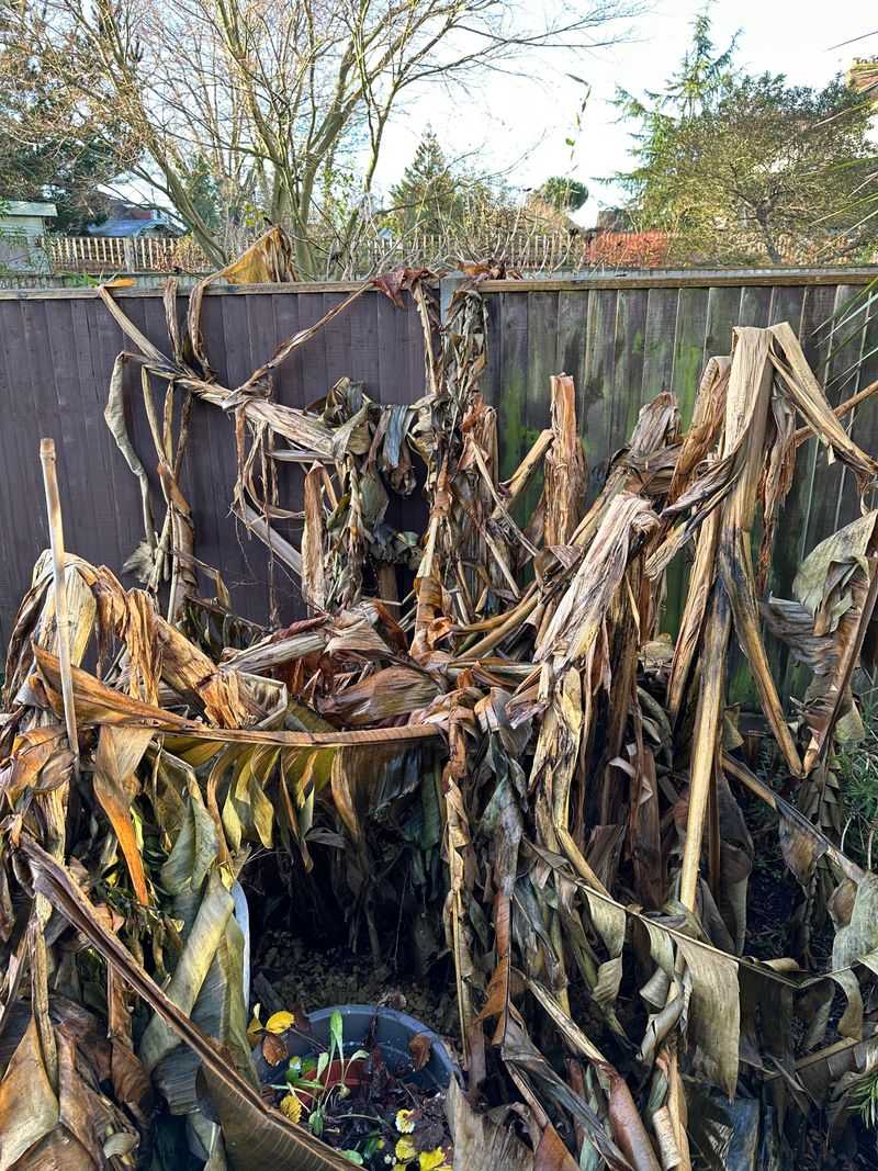 Underground Roots Fight To Survive