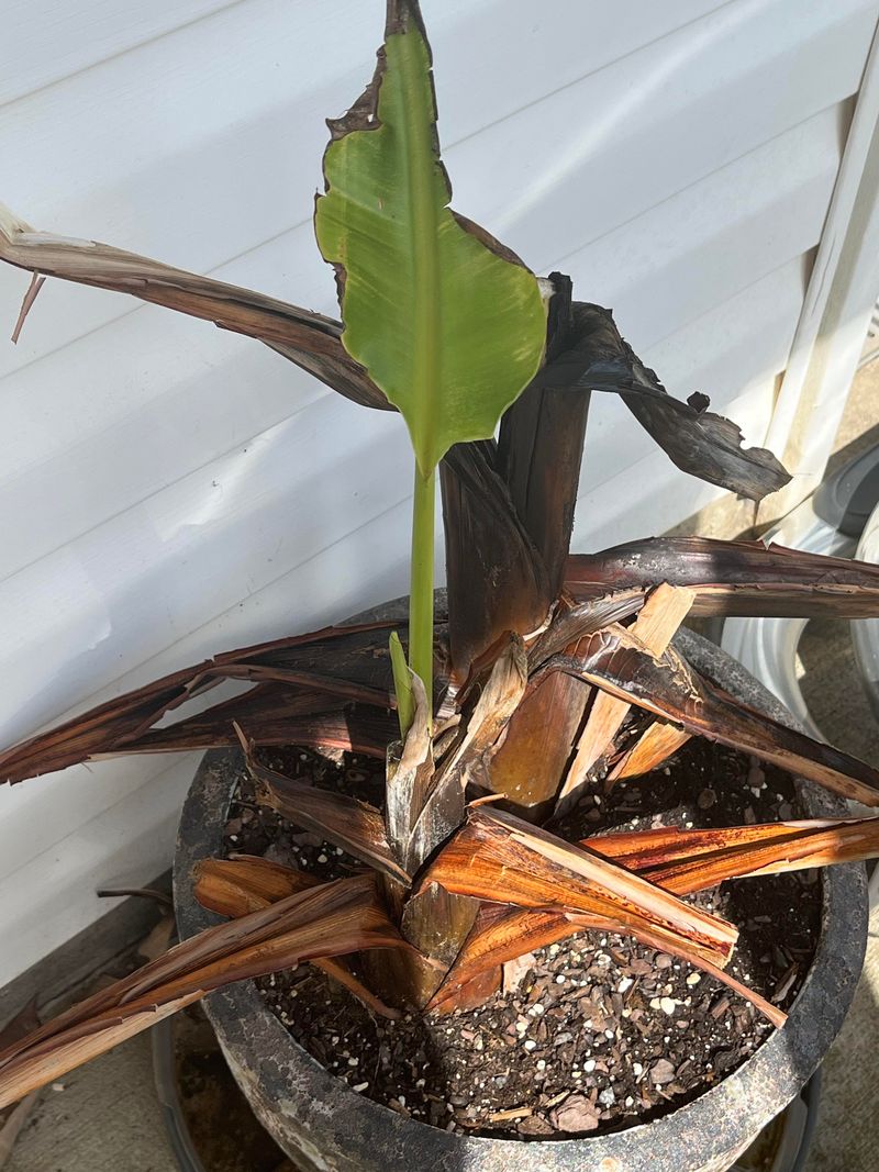 Roots Usually Survive Below The Soil