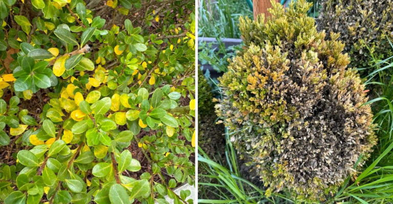 The Real Reason Georgia Gardeners Are Moving On From These Plants