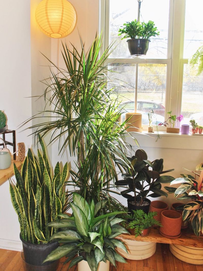 Indoor Light In Georgia Homes Is Often Weaker Than It Looks