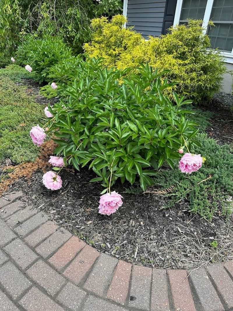 Weak Stems Struggle To Support Heavy Blooms