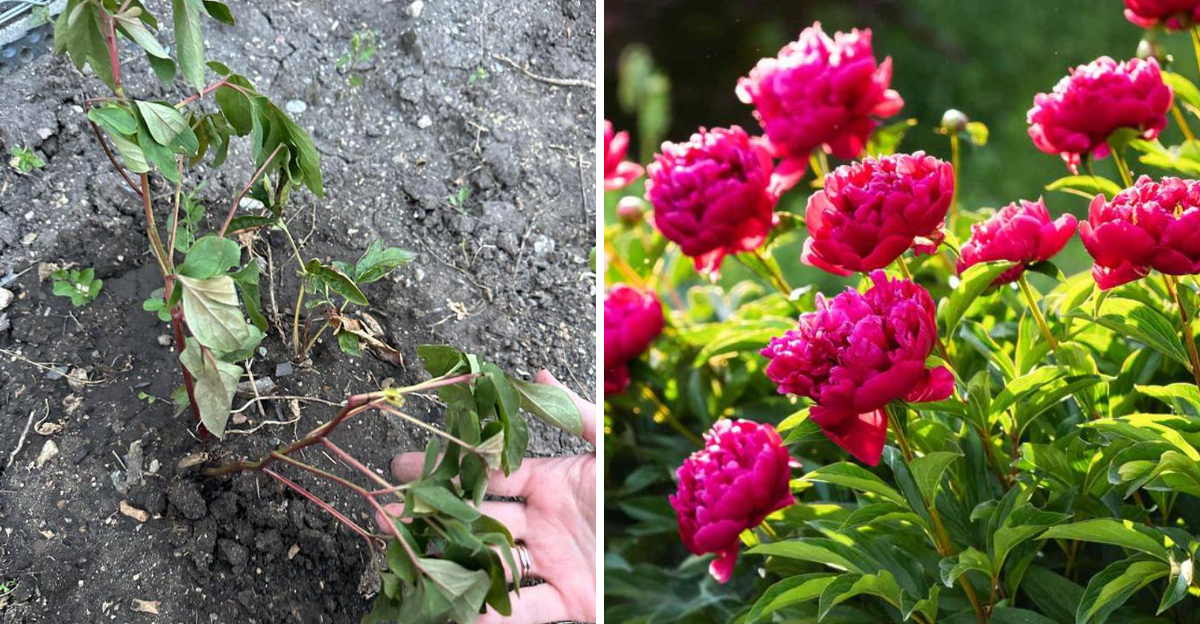 flopped and upright lush peony plant