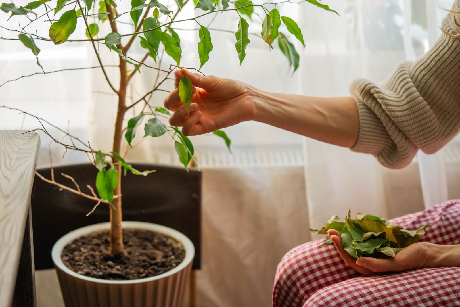 ficus dropping leaves