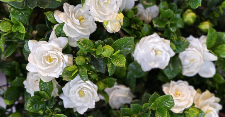 The Reason Gardenias Thrive In North Carolina And How To Keep Them Blooming