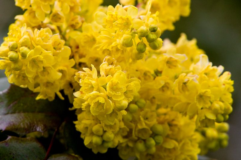 Early Blooms When Little Else Is Flowering