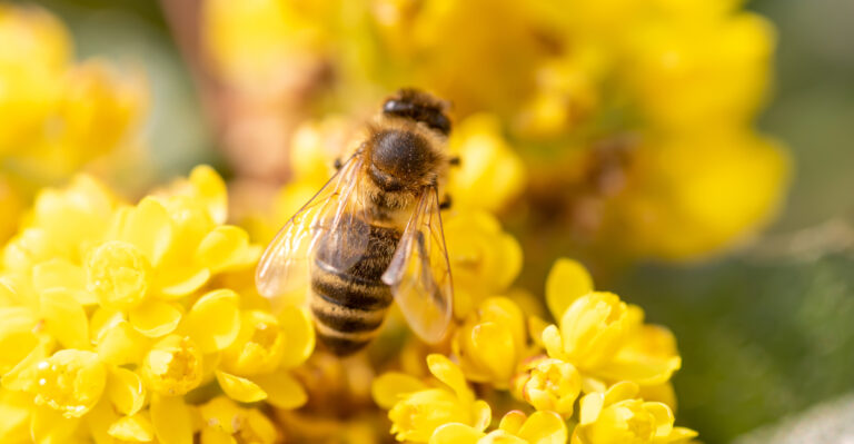 oregon grape bee