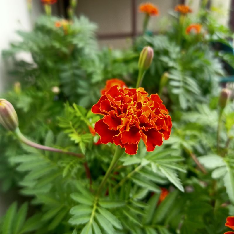 Choosing The Best Varieties Boosts Results