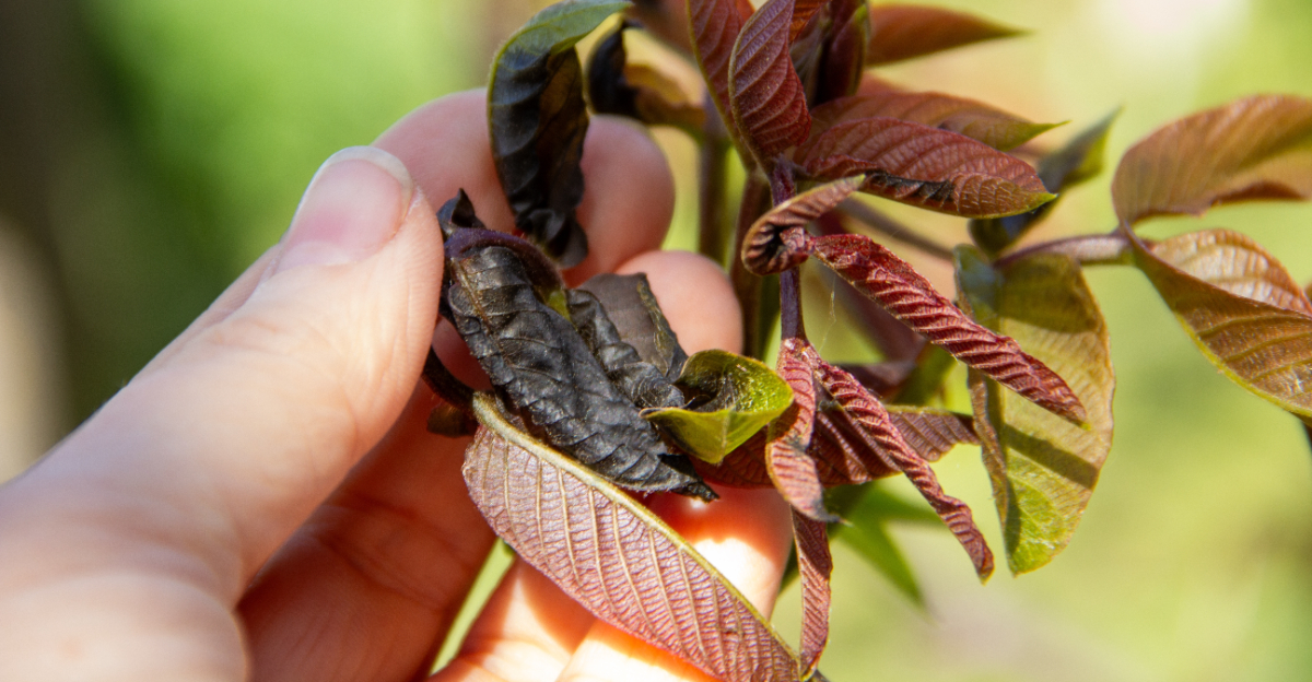 damaged plant (featured image)