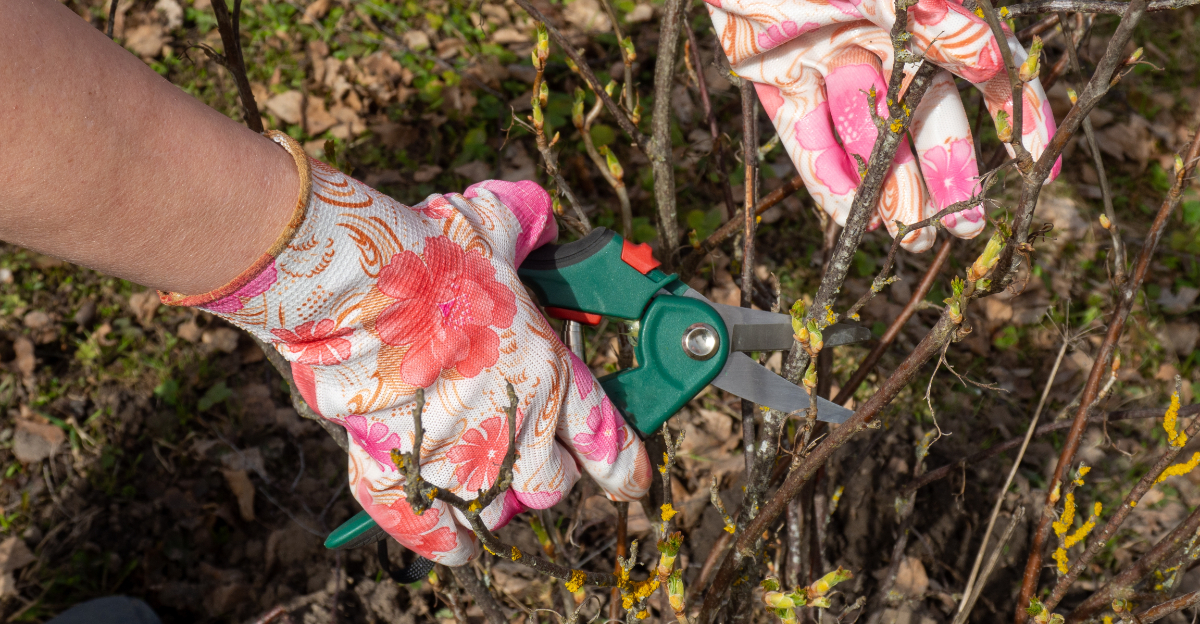 pruning (featured image)