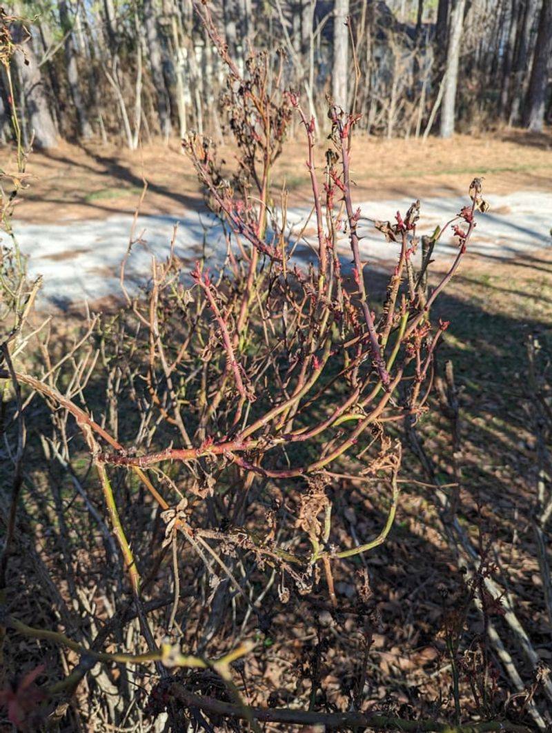 Wait Until Georgia's Hard Freeze Risk Is Truly Over