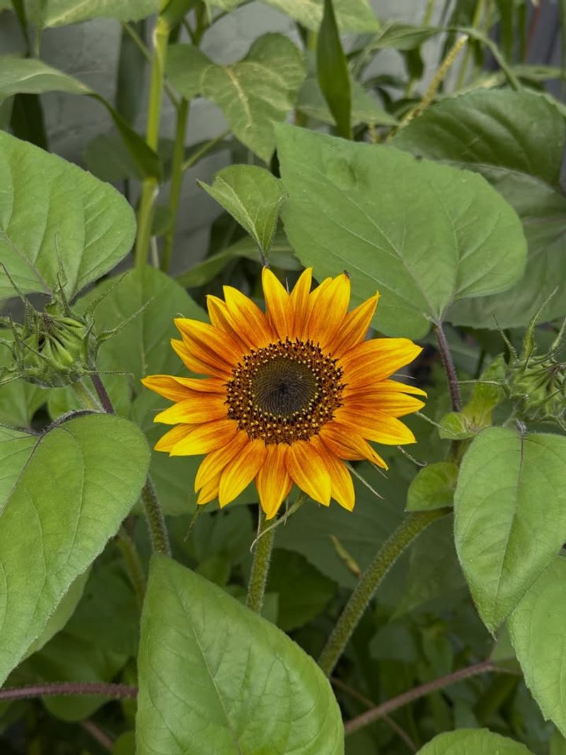 Choose Heat-Tolerant Sunflower Varieties Suited For Arizona