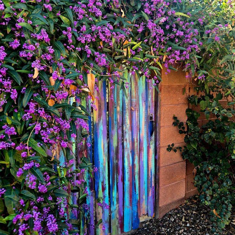 Where This Vine Looks Best In Arizona Yards