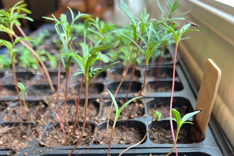 Symptoms Of Starting Seeds Too Early