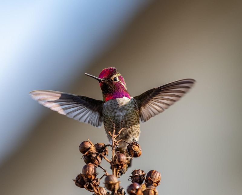 How These Tiny Birds Handle Chilly Nights