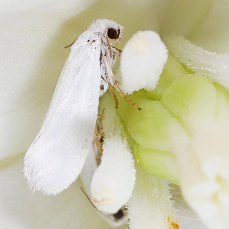 The Important Link With Yucca Moths