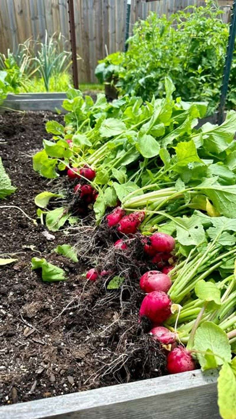 Radishes Germinate Quickly In Cool March Soil