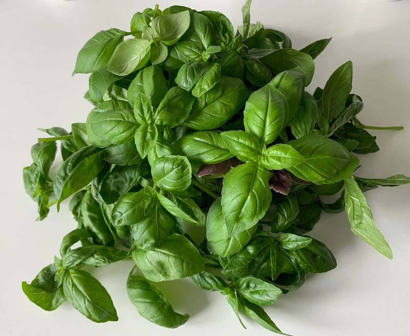 Basil Is Easy To Access For Daily Cooking