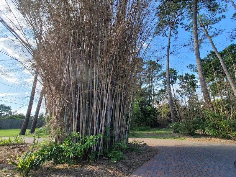 The Bamboo Garden In Its Most Peaceful State