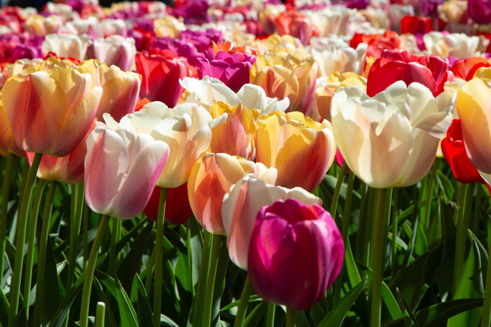 colorful tulips