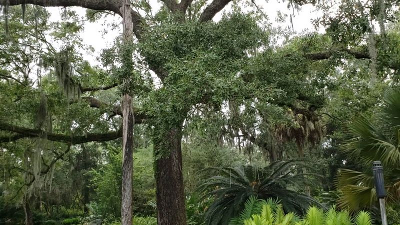 Ancient Oaks And Whispering Garden Trails