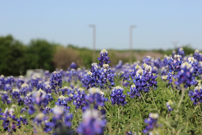 Texas bluebonnet