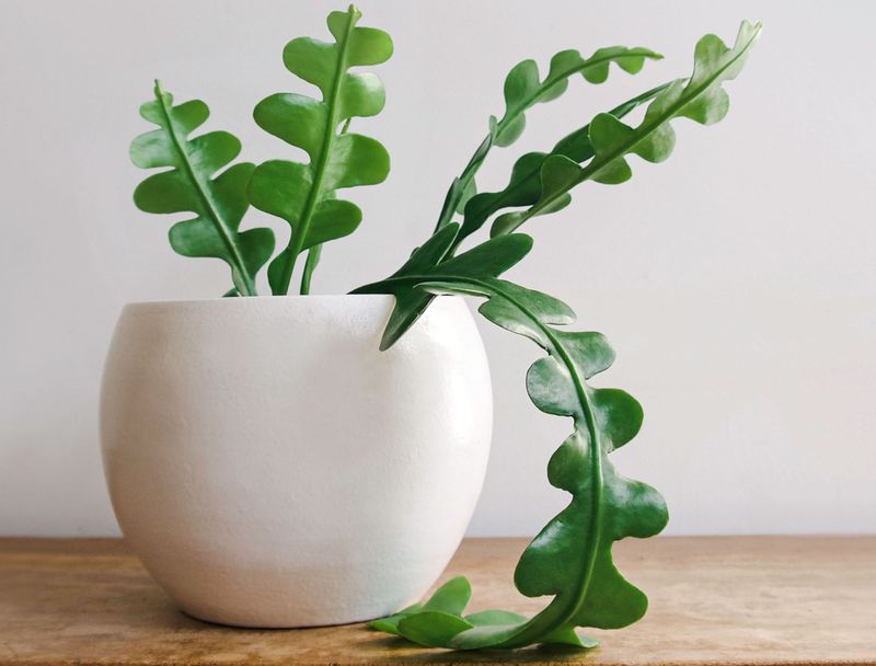 Choose The Right Spot With Bright Indirect Light