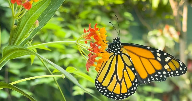What Harms Butterflies And Milkweed