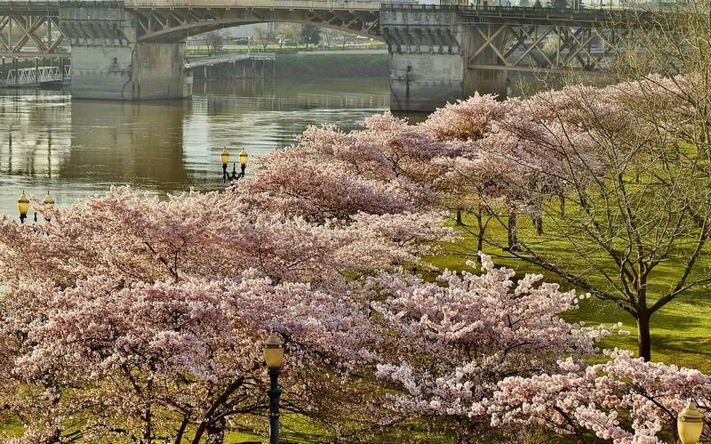 Where To See The Waterfront Cherry Blossoms In Portland