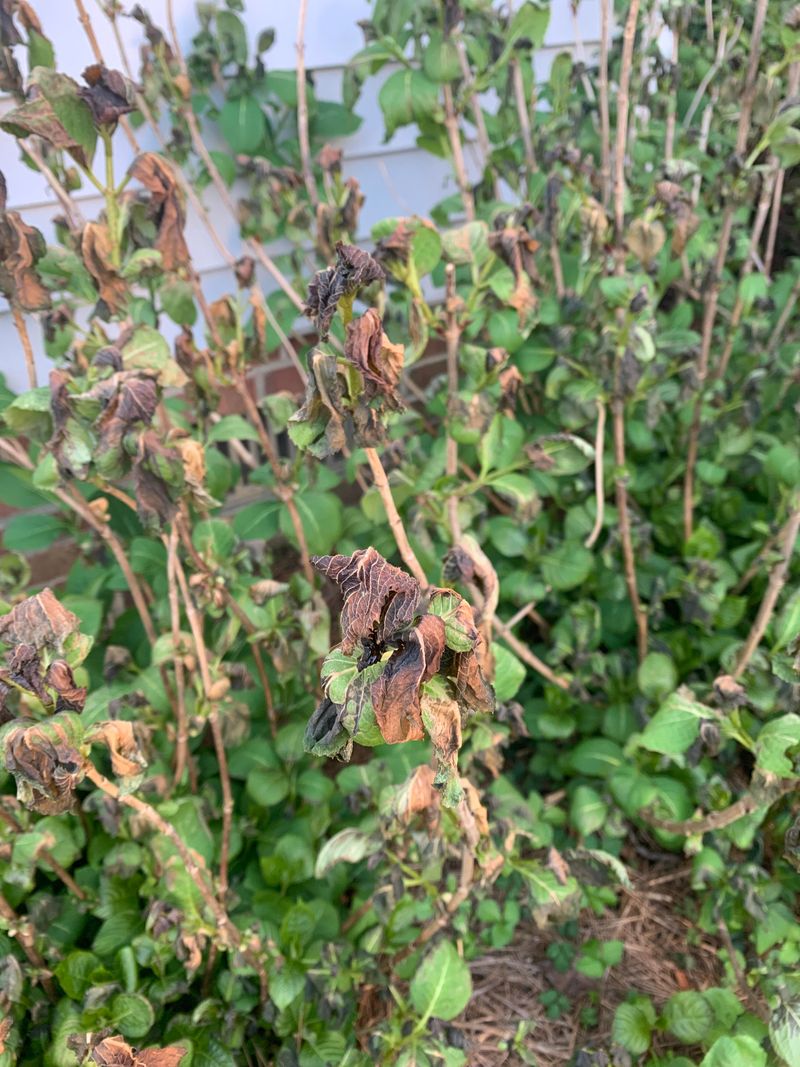 Hydrangeas Often Lose Flower Buds After Late Freezes