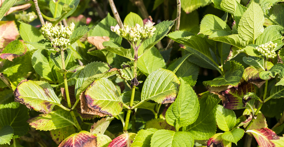 shrub (featured image)