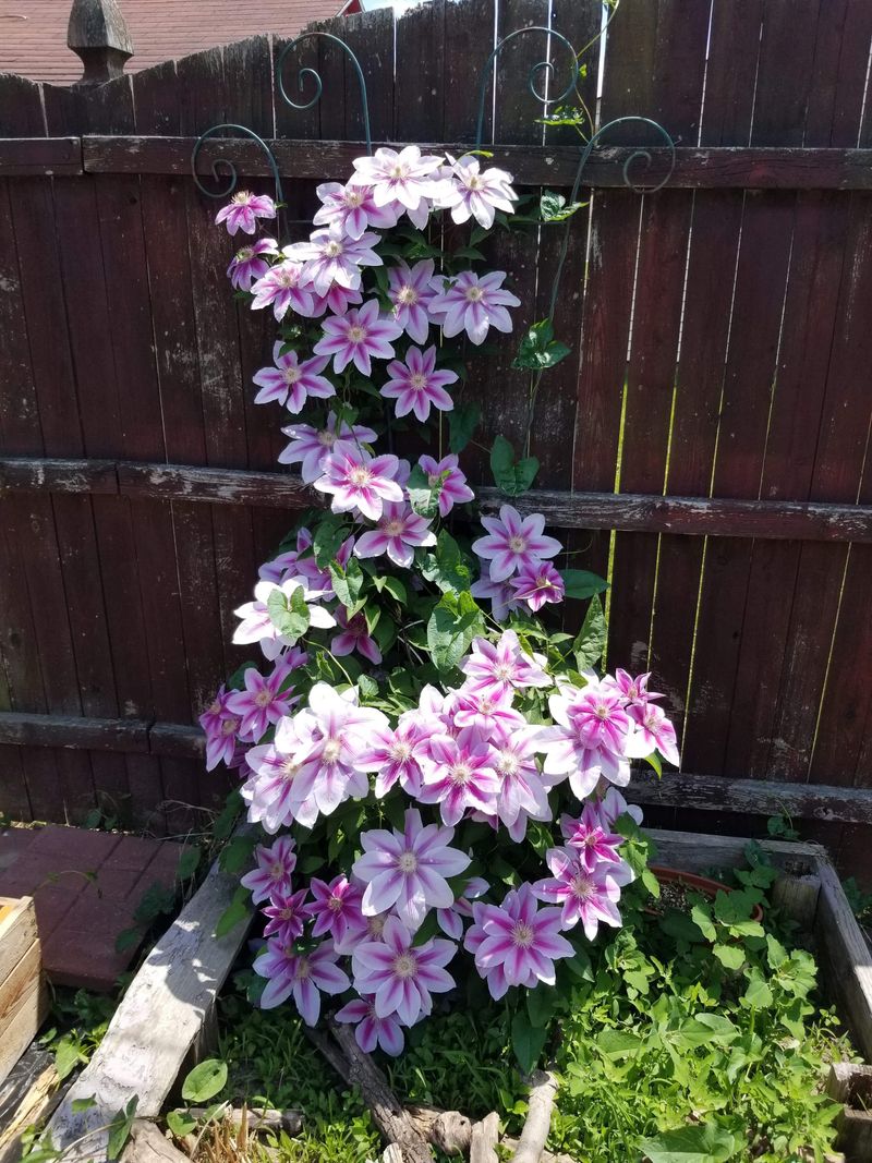 What To Do If You Have No Idea Which Type You Planted