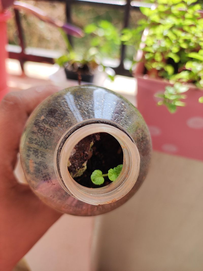 Creating The Best Soil And Drainage Setup For Healthy Growth