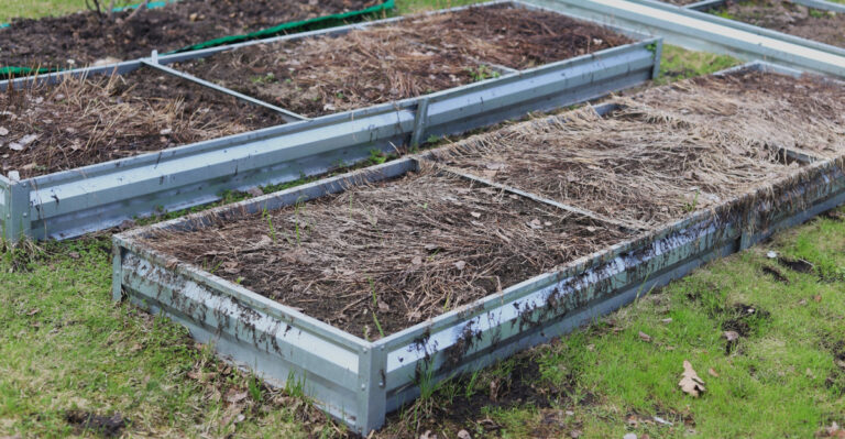 raised beds (featured image)