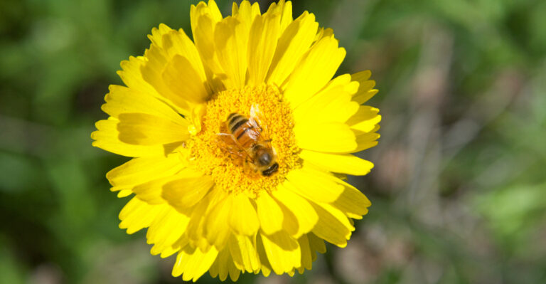 plant (featured image)