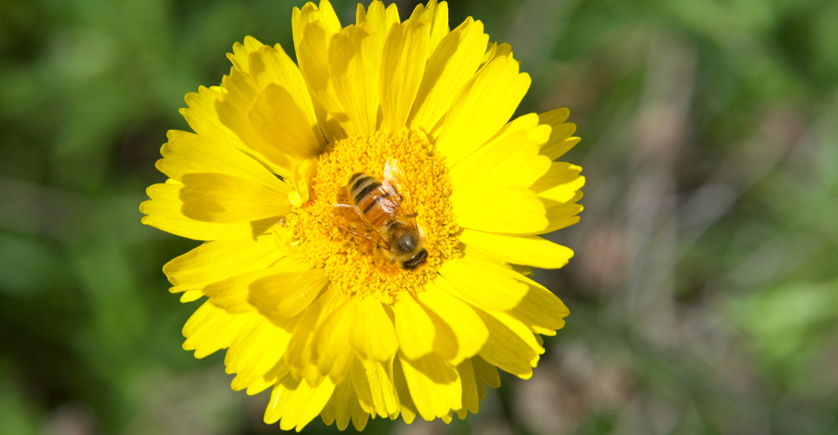 plant (featured image)