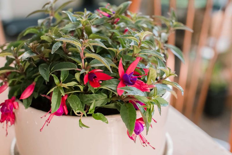 Bright Indirect Light Keeps Indoor Fuchsia Blooming