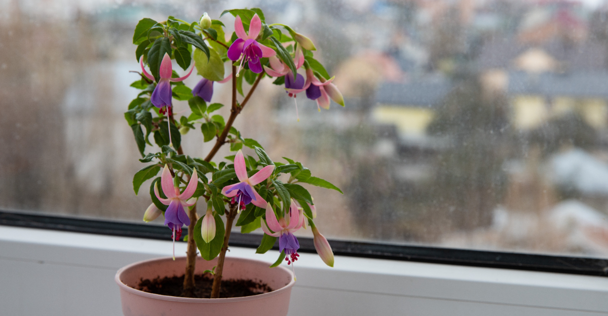 Fuchsia (featured image)