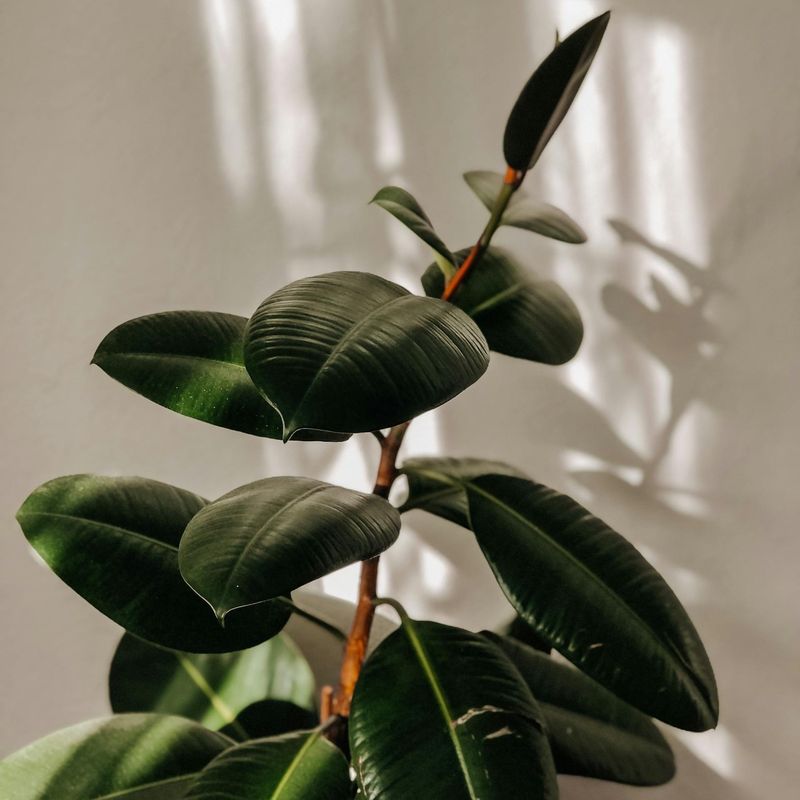 The Quiet Steady Grower