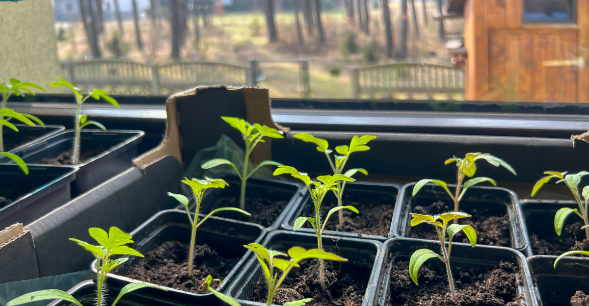 tomatoes seedlings (featured image)