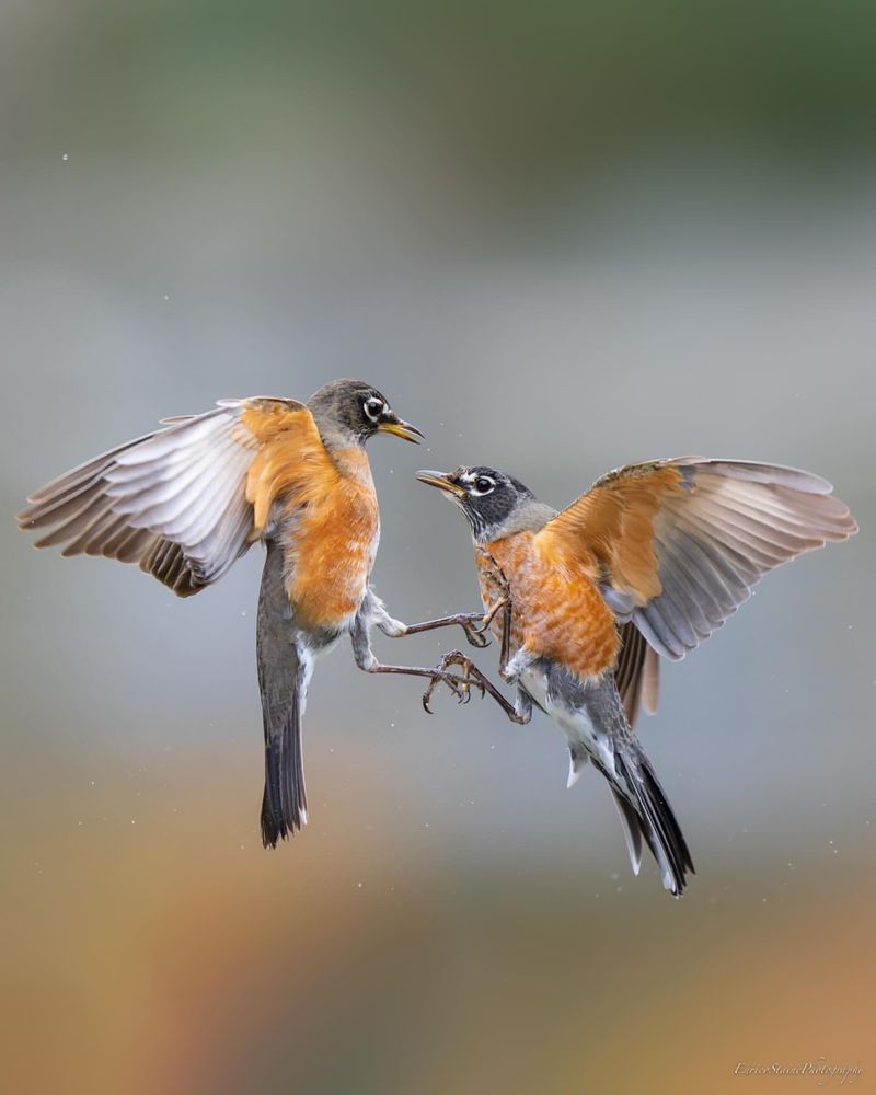 From Winter Quiet To Spring Chorus