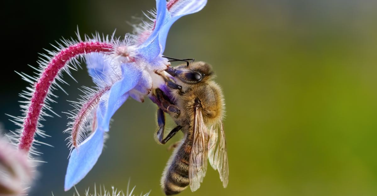 bee on borage