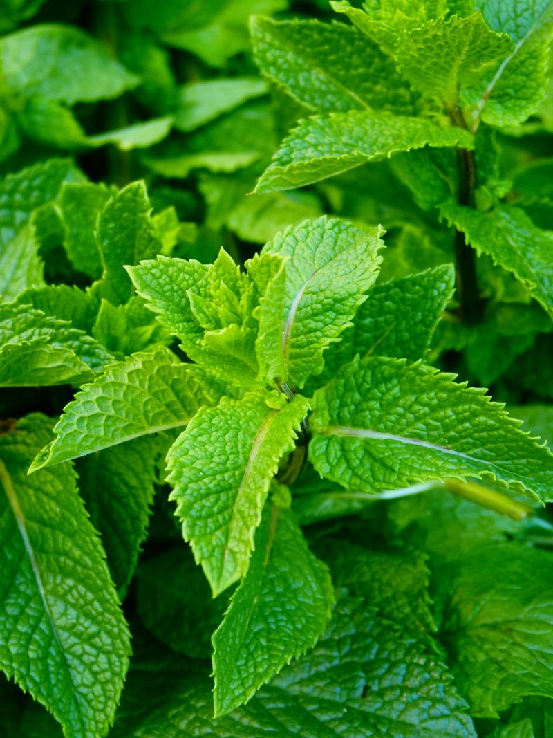Why Mint Thrives In Small Indoor Spaces Across Ohio