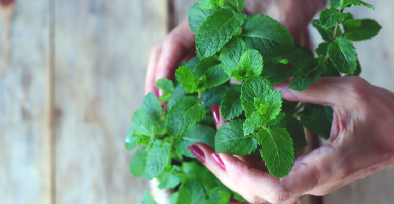 The Surprisingly Easy Way Ohio Gardeners Grow Mint In Plastic Bottles At Home