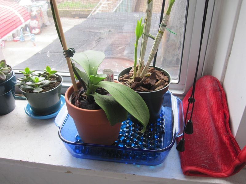 Humidity Keeps Buds From Drying Out